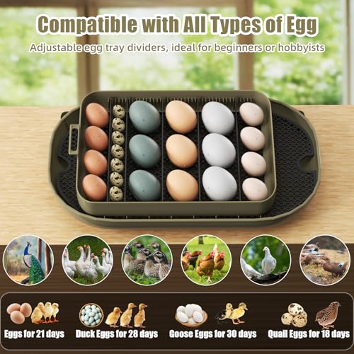 XOTTI Incubator for Hatching Eggs, 24 Egg Incubator with Precise Temperature Control, Auto Egg Turner, 360° Clear View, LED Candler, Alarm for Chicken Duck Quail Goose for Home School Farm Lab - size: 24 Eggs