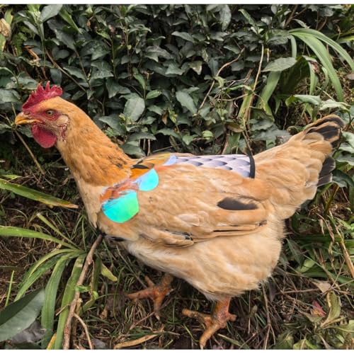 Chicken Saddles for Hens with Detachable Wings, Adjustable Hen Apron Back Protector for Feather Recovery, Double-Layer Breathable Poultry Saver for Standard Breeds (Black，White) | Double-Layered Breathable Poultry Back Protector For Hens During Mating And