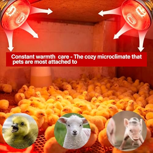 2 Pack 250W Chicken Heat Lamp Bulbs, Infrared Heat Lamp for Chickens, Heat Light Bulb for Brooder Coop, Food Service, Chicks, Pet, Reptile
