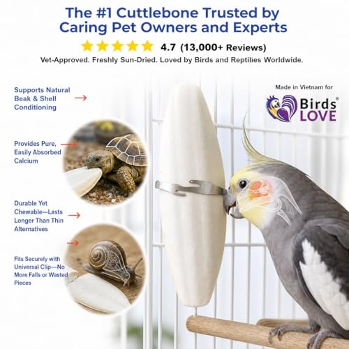 Birds LOVE 5.5-6″ Cuttlebone for Birds – 100% Natural Sun-Dried Calcium & Beak Conditioning Supplement for Parakeets, Budgies, Cockatiels, Finches & Canaries – 2 Pack with Holder – Made in Vietnam - size: 2 Count (Pack of 1)