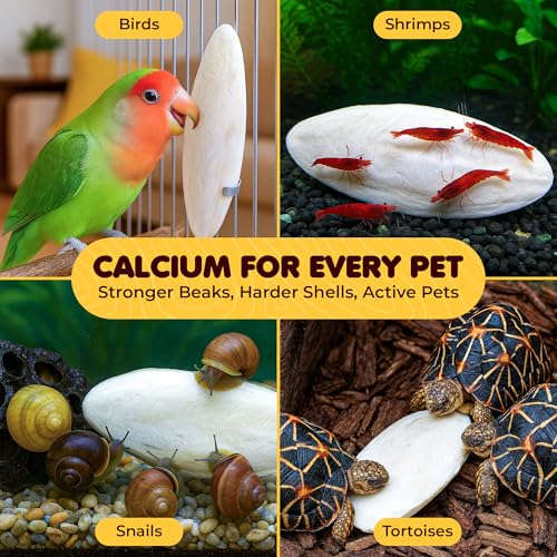 SunGrow 3 Pack Cockatiel Cuttlefish Bone, Calcium Addition to Bird Beak Care, Cage Mount Holder NOT Included, Support Shell Strength, Turtle, Shrimp, Dog, Snail, Aviary Clip, Accessory Reptile