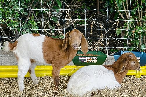 Chicken Feeder Waterer, Goat Feeder - 2 Pack, 5.5 Quart, for Goats Chickens Duck Sheeple Dogs Piglets Deers Gooses, Turkeys, Goat Supplies(Appearance Patent Product) - color: Green