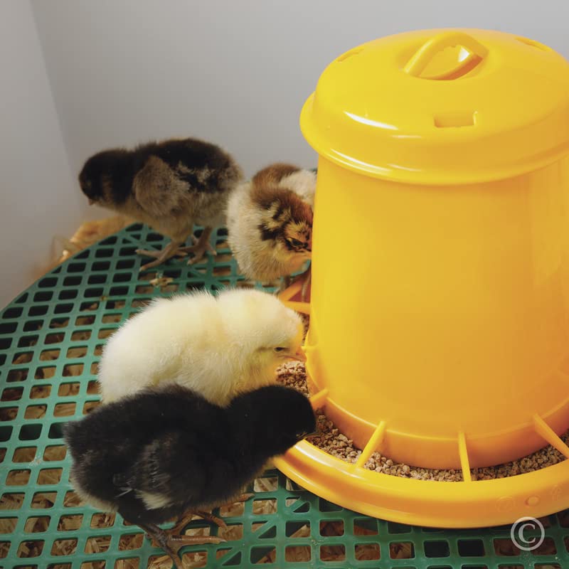 Premier 1 Chick Heating Plate Brooder Kit – Warms Up to 24 Chicks | Includes 12"x12" plate, cover, 7 reusable panels, chick stand, 3 lb feeder, waterer & starter feed. For up to 24 chicks.