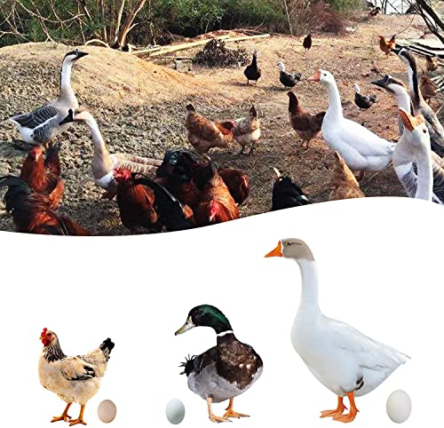 Egg Collecting Apron with 18 Pockets for Gathering Chicken, Duck, Goose Eggs, Chicken Egg Apron, Chicken Gift for Mums & Friends, Chicken Coop Accessories, Blue 21inch