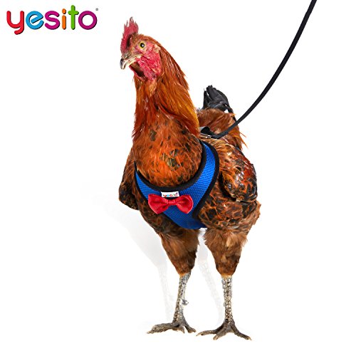 1-Pack Washable Poultry Diaper Harness | Leak-Resistant Chicken Duck Diaper with Poop Bag & Reflective Strips | Lab-Tested 12-Hour Dryness | Adjustable Vest Design (Small, Blue) - color: Blue, size: Small