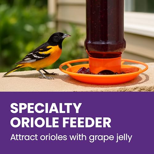 Perky-Pet Wild Oriole Jelly Bird Feeder, 32oz Capacity | Built-in Stirrer with Large Circular Feeding Tray, Wraparound Perch, Outdoor Garden Décor for Backyard Birding & Wildlife