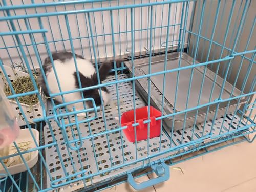 Pack of 10 Cage Cups Birds Feeders Seed Bowl Chicken Feeding Watering Dish Rabbit Water Food Hanging Wire Cages Box 8 oz Coop Cups for Pet Parrot Parakeet Game Fowl Poultry Pigeon - color: Red Square 10 packs 16oz