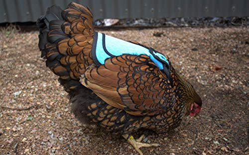 DOWN UNDER OUTDOORS Medium-Large Chicken Saddle Hen Apron Saver (Blue) | Adjustable Straps, Chicken Apron, Poultry Saver, Pet Supplies, Including Shoulder Cover, 14 oz Breathable Cotton Canvas - color: Blue