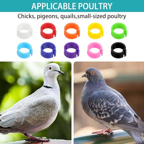 300Pcs 8mm Coturnix Quail Leg Bands Baby Chick Birds Chicken Identification Bands Rings, Poultry Foot Rings Leg Band Clip-on Ring for Poultry Identification