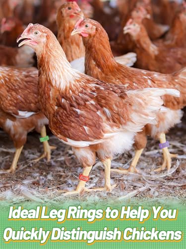 MEWTOGO 0.6in 100 Pcs Numbered Chicken Leg Identification Bands | Openable Reusable Readable 1-100 Poultry Leg Rings for Ducks Goose Gamefowl Turkey, Chicken Coop Accessories - size: 0.6in