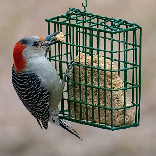 C&S Oriole Delight No Melt Suet Dough 11.75 Ounces, 12 Pack - style: Oriole 12-Pack