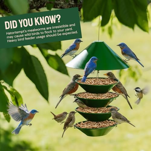 Hatortempt 2lb Dried Mealworms for Chickens, Birds, High Protein Bird Feed | High-Protein Wild Bird Food - Organic Diet Meal Worms - Hand Inspected Treats for Blue Birds, Robin, Ducks - 2 Yr Shelf Life - size: 2 Pound (Pack of 1)