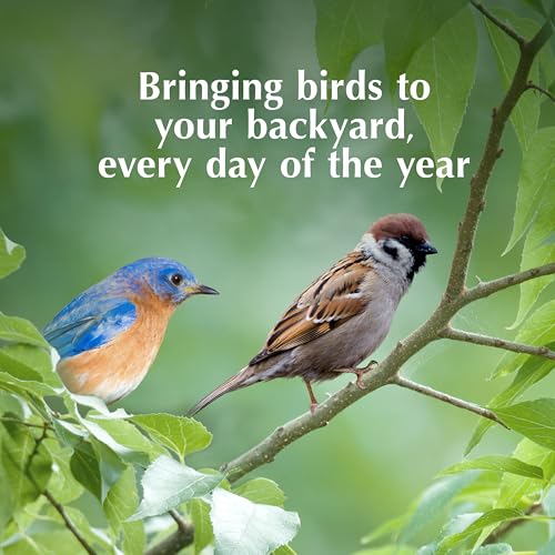 C&S Mealworm Delight No Melt Suet Dough, Suet Cakes for Wild Birds Including Robins, Blue Jays, Woodpeckers, Wrens, Bluebirds and More, 11.75 Ounces, Pack of 8 - size: 1.47 Ounce (Pack of 8), style: Mealworm, 8 Pack