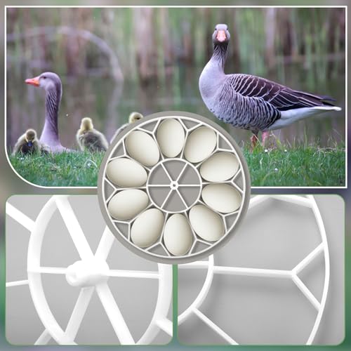 Teenyyou 3 Pcs 10 Egg Capacity Tray Jumbo Goose Turkey Peacock Egg Heavy Breeds Tray Compatible with JGT360 Nurture Right 360 Incubator Turner, White