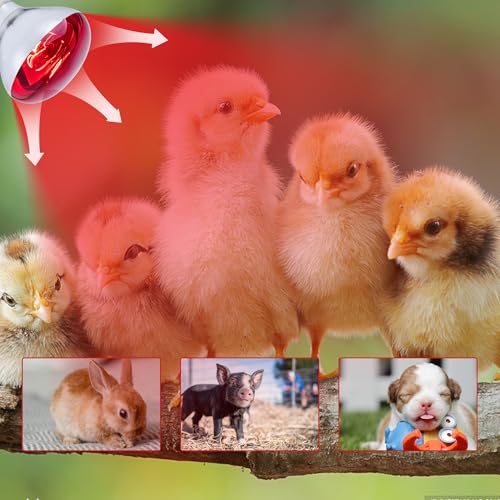 3 Pack 250W Heat Lamp Bulbs for Chicks, R40 Brooder Heat Lamp for Chickens, Infrared Reflector Heat Bulbs for Brooder Heater, Incandescent Heating Bulb for Pet, Bathroom, Food