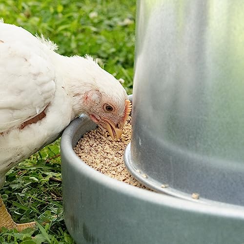 Premier 1 Galvanized Cone Feeder for Chickens & Poultry - 11 lb Capacity | Heavy-duty metal construction. Clever adjustment method. Free standing or hanging via built-in handle.