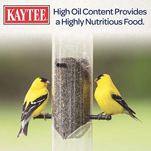 Kaytee Nyjer Seed for Finches & Other Wild Birds, 5 Pounds | Less mess. Finch bird seed for small songbirds. No hulls, 100% edible, bird seed for outside feeders - size: 3 Pound (Pack of 1), style: 3 Pound Bag