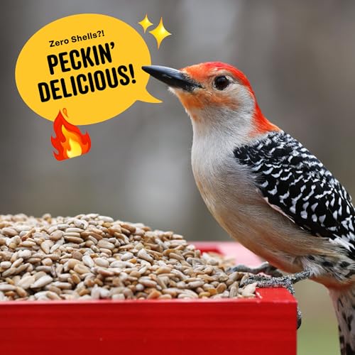 Cool Birds Hearts on Fire Hot Bird Seed, 10 lb | 100% Hulled Sunflower Hearts with Chili Pepper Oil – No Waste Bird Seed for Outside Feeders