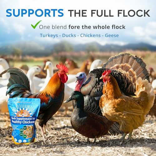 Buff Clucks Herbs Supplement for Chicken Food Natural Poultry Feed, 12 oz | Healthy Chick Snacks for Daily Wellness Feather Quality Egg Production Plant Based Chicken Herbs for Feed Treats for Chickens - size: 12 Ounce (Pack of 1)
