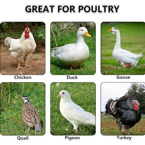 4 Pack Chicken Cage Tray Plastic Feeder No Waste Feed Trough for Chicken Duck Goose Small Poultry Livestock (Black, Length 19.7 inches)