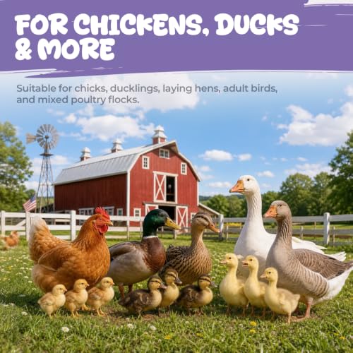 Chicken Probiotics Powder for Chickens, Ducks & Poultry, Digestive Support | Prebiotic & Probiotic Supplement for Digestive Health, Gut Balance, Feed Utilization & Daily Flock Wellness, 60 g