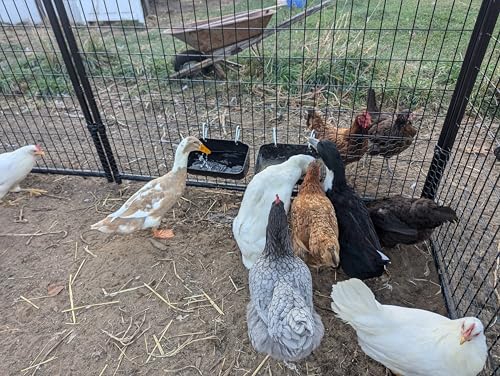 Hen's Choice™ Feeder and Waterer Trough for Chickens, Ducks, Goats, Sheep, Turkey, 4.5 Quart Capacity, Black - color: Black