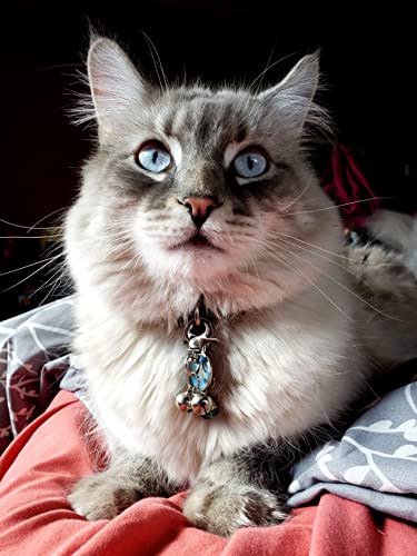 Cat Bell 2 Pack - Cat Collar Accessories Bells Loud with Claw Buckle, Pet Jingle Charm Ornament Training Pendant Jewelry, Tracker for Saving Birds, Neck Decoration for Dogs Kitten, Silver | Pet Bell Jingle Collar Charm Ornament Training Pendant Jewelry wi