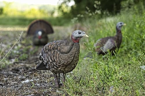 Avian-X LCD Feeder Hen Turkey Decoy with X-Factor Motion System – Realistic Lifelike Collapsible Standing Turkey, Durable Design, Carry Bag & Collapsible Stake for Hunting - style: LCD Breeder Hen