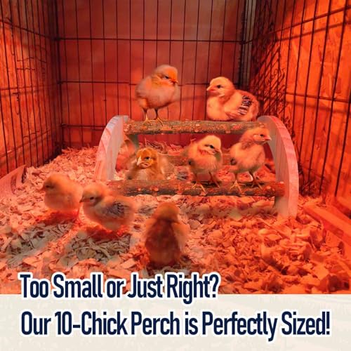 Natural Wood Chick Perch for Brooder, Baby Chicken Roosting Bars(1 Pack) - size: 1 Pack