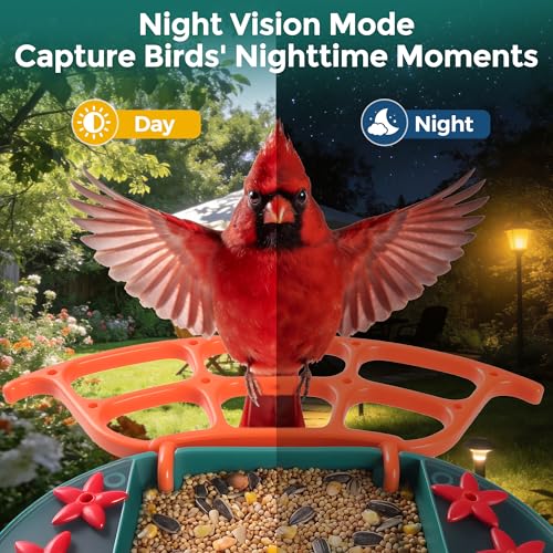 Smart Bird Feeder with Camera, Dual Solar Panel & 2K HD Live Streaming, AI Bird ID + Instant Alert, IP65 Weatherproof for Outdoor Garden Patio, Gift for Bird Lovers