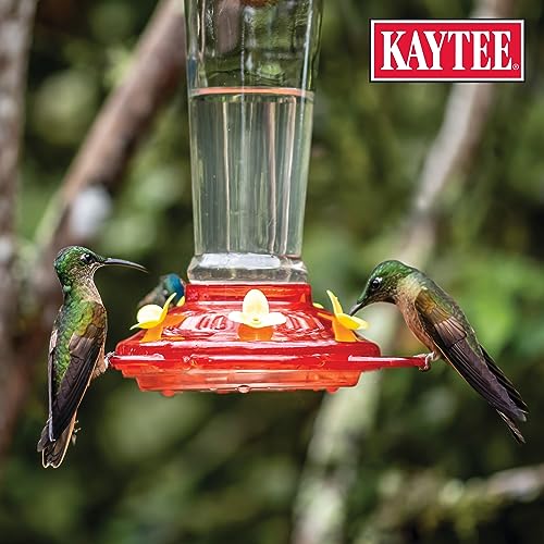 Kaytee Hummingbird ElectroNectar Wild Bird Food,16 oz Concentrate,Makes 128 oz of ElectroNectar,(Pack of 4) - size: 16 Fl Oz (Pack of 4), style: 16 Fl Oz Concentrate (Pack of 2)