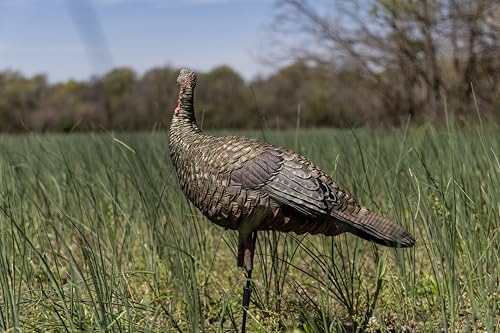 Avian-X LCD Feeder Hen Turkey Decoy with X-Factor Motion System – Realistic Lifelike Collapsible Standing Turkey, Durable Design, Carry Bag & Collapsible Stake for Hunting - style: LCD Lookout Hen