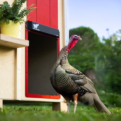 RUN-CHICKEN Door Giant – Large Automatic Poultry Coop Door for Ducks & Turkeys, Not for Chickens, Battery Powered/Solar Compatible, Heavy-Duty Aluminum, Predator Proof, Easy Install (Red)