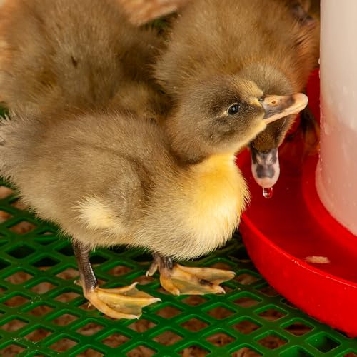 Premier 1 Chick Heating Plate Brooder Kit – Warms Up to 24 Chicks | Includes 12"x12" plate, cover, 7 reusable panels, chick stand, 3 lb feeder, waterer & starter feed. For up to 24 chicks.
