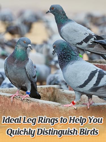 MEWTOGO 0.3in 100 Pcs Numbered Bird Pigeons Leg Identification Bands | Openable Reusable Readable 1-100 Poultry Leg Rings for Bantam Finch Dove Lovebird Coturnix Quail - size: 0.3in
