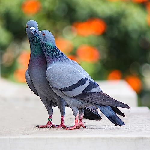 Open Bird Leg Rings - Aluminum ID Rings for Pigeons, Parrots, Doves - Mixed Colors, 50 PCS Per Pack - size: 6