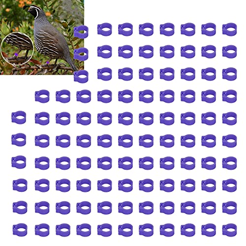 Omabeta 100PCS Reusable 8mm Pigeons Identification Leg Rings for Easy Dovecot Management and Marking, Lightweight Plastic Bands for Poultry Supplies (Purple) - color: Purple