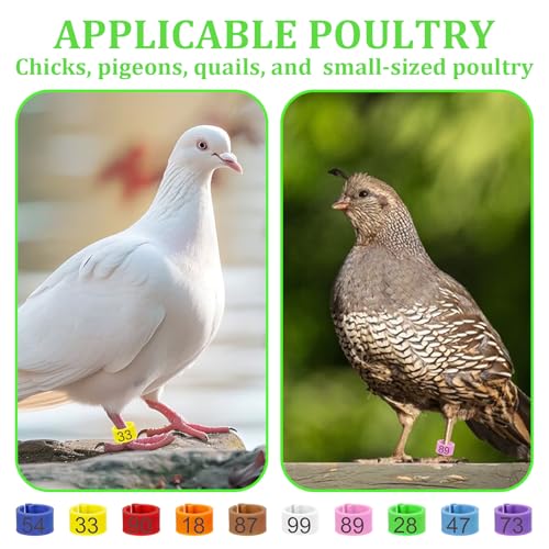 100 Pcs 8mm Birds Leg Rings, Pigeons Identification Leg Rings | Colorful Readable Numbered Pigeons Quail Chick Leg Bands Clip on Leg Rings for Baby Chick Bantam Finch Dove Small Birds