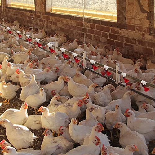 20 Pcs Chicken Waterer PVC Pipe Tee Fittings for Large Chicken Coop | Fully Automatic for Threaded Chicken Waterer Nipples/Cups/Feeders/Poultry Water Drinker, Chicken Coop Accessories, White