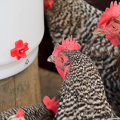 Farm Innovators HB-60P Thermostatically Controlled Heated 2 Gallon Plastic Outdoor Year Round Poultry Chicken Water Bucket Drinker, White/Red | Thermostatically controlled to keep water from freezing, side mounted drip-free/freeze-free nipples for up to 1