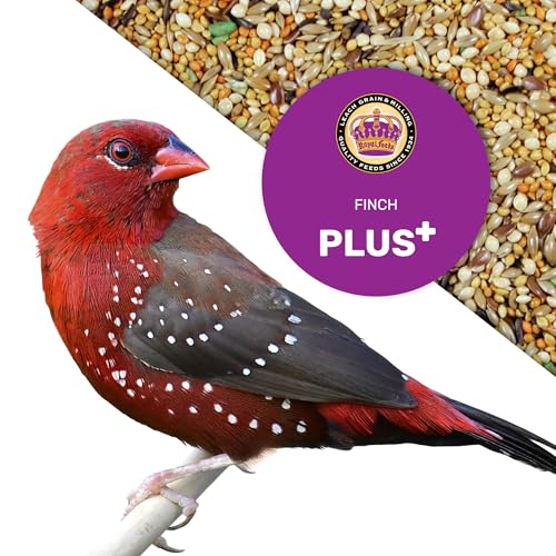 Finch Plus (5 Lbs) Nut Free Bird Seed for Outside Feeders with Vitamins & Minerals, Bird Food for Finches and Other Small Birds, Natural Bird Feed for Energy, Growth and Digestive Health
