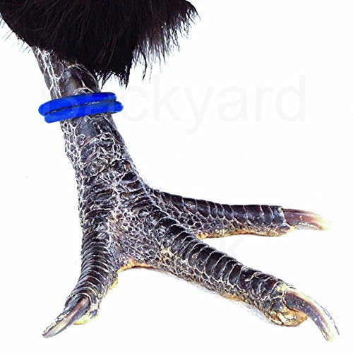 100 Pack Spiral Chicken Poultry Leg Bands Rings - #11 11/16" size - Blue Color