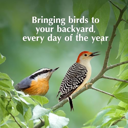 C&S Insect Suet Treat, Suet Cakes for Wild Birds, Pack of 8 | Suet cakes for woodpeckers, made with real insects, use in a suet feeder year-round - style: Insect, 8 Pack