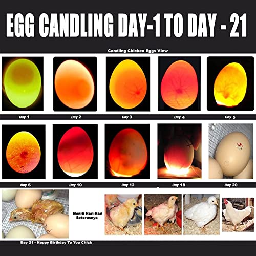 Egg Candler for Chicken Eggs, Rechargeable USB Egg Candling Light | High-Intensity Egg Candler Tester for Dark Eggs, All Chicken, Duck, and Quail - color: Dark Silver