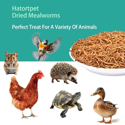 Dried Mealworms 20LB Pure Natural Chicken Treat for Laying Hens Wild Bird | NON-GMO High Protein - size: 10 Pound (Pack of 2)