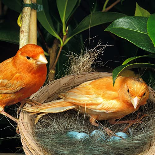 Patelai 4 Pcs Bird Nest Handmade Woven Flat Base Dove Bird House Breeding Nest Small Animal Cage Accessories for Pigeon Parrot Budgie Parakeet Cockatiel Hamster Gerbil Pig(8.66 Inch) - size: 8.66 Inch