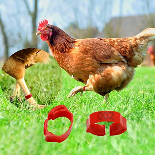 100 Pcs Chicken Leg Bands Adjustable Chicken Marker 6 Slots 20mm Chicken Leg Marker Rings Colorful Poultry Leg Rings Numbered Chicken Leg Rings (Red Rose Orange Yellow Green)