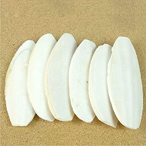 2PCS Natural Cuttlebone for Tortoise Turtles Snails Birds Cockatiels Parakeets Budgies Reptiles Small Animals(4"-4.5",Small)
