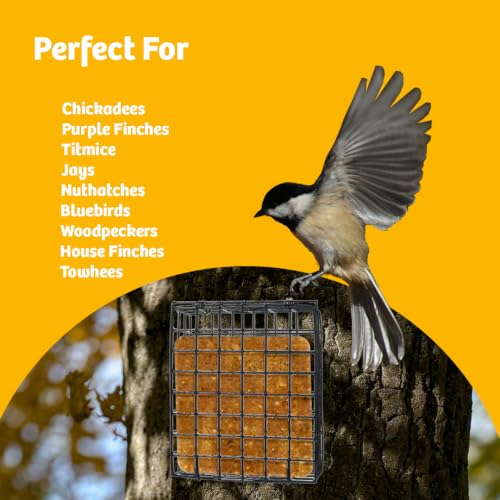 Birds Choice Seed & Suet Block Cage Feeder | Hanging Bird Suet Feeder for Woodpeckers, Jays, Nuthatches | Durable Vinyl Coated Grid with Chain | Easy Mount for Trees or Decks | 8" L x 3" W x 7" H | Durable Vinyl Coated Grid with Hanging Chain, Easy Mount