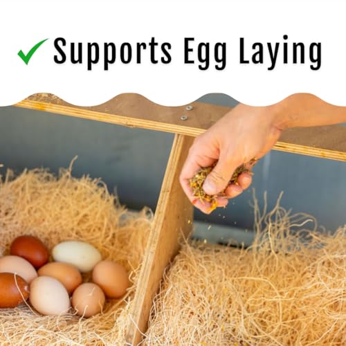 Buff Clucks Herbs Supplement for Chicken Food Natural Poultry Feed, 5 lb | Healthy Chick Snacks for Daily Wellness Feather Quality Egg Production Plant Based Chicken Herbs for Feed Treats for Chickens - size: 5 Pound (Pack of 1)